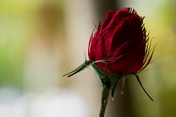 valentine